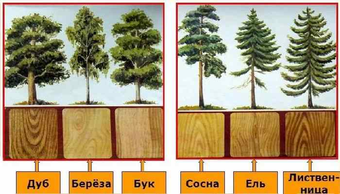 основный свойства древесины