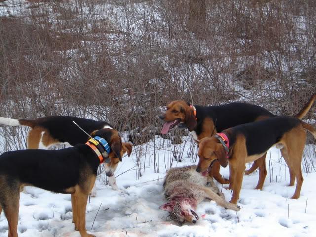 Охота на волка с собаками