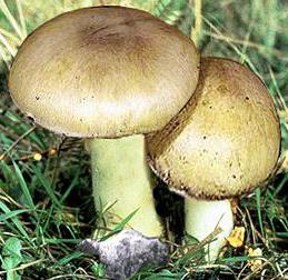 грибы съедобные и ядовитые грибы
