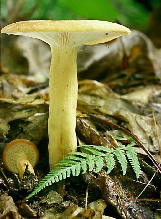 как отличить ядовитые грибы от съедобных
