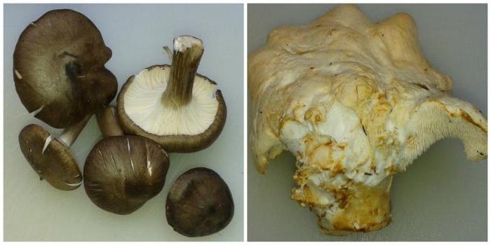 съедобные и ядовитые грибы описание