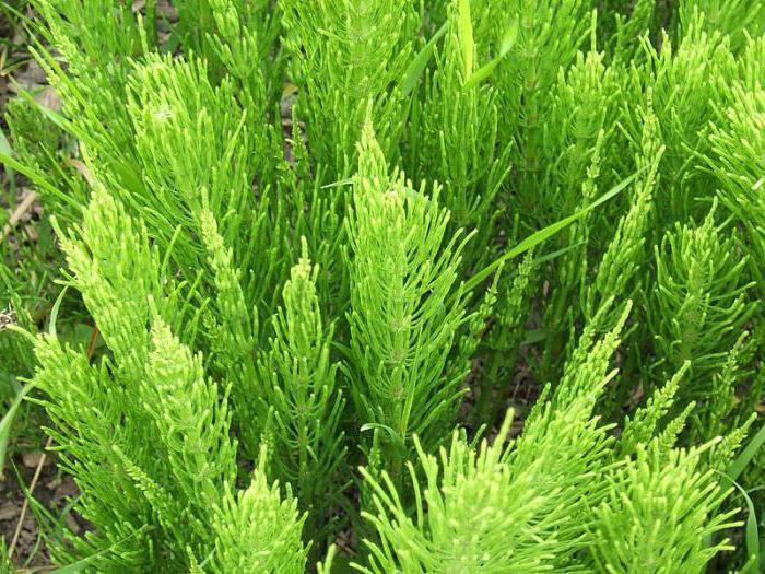 Съедобные травы: фото и название