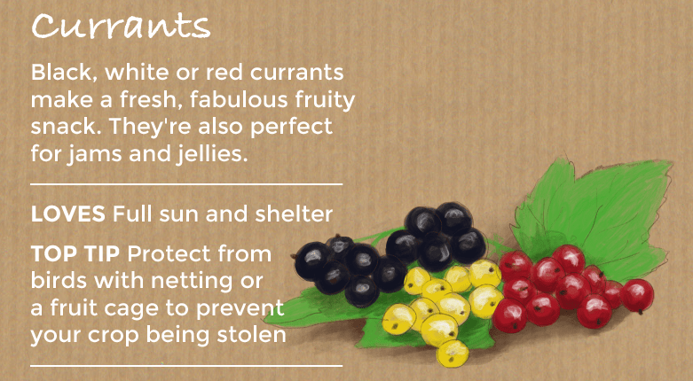 top ten easy to grow fruit - currants