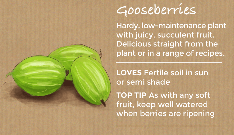 top ten easy to grow fruit - gooseberries