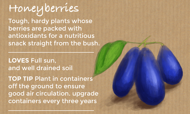 top ten easy to grow fruit - Honeyberries
