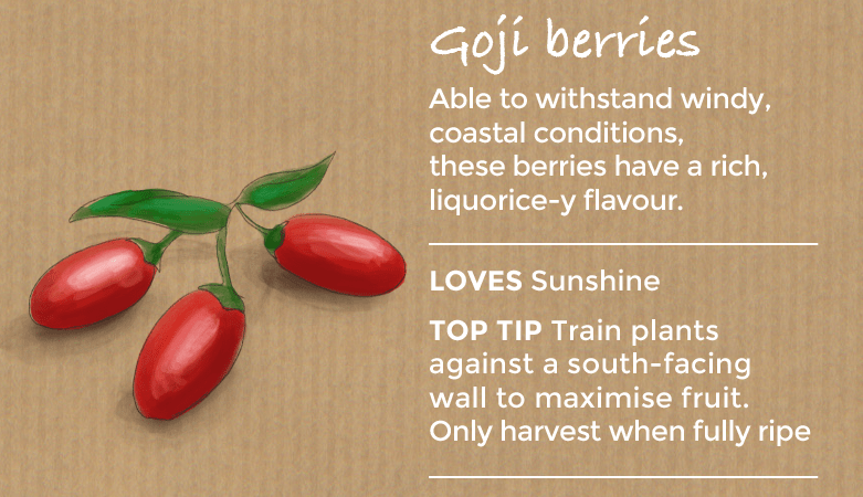 top ten easy to grow fruit - goji berries