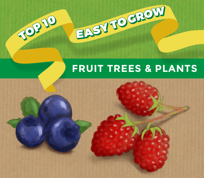 top ten easy to grow fruit
