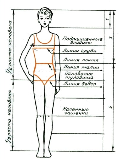 Пропорции тела женщин
