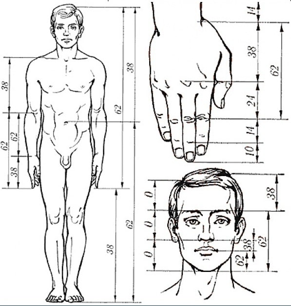 Пропорции тела мужчин