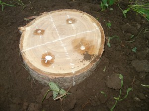 Грибные споры в деревянной заготовке